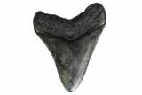 Fossil Megalodon Tooth - Georgia #151521-1